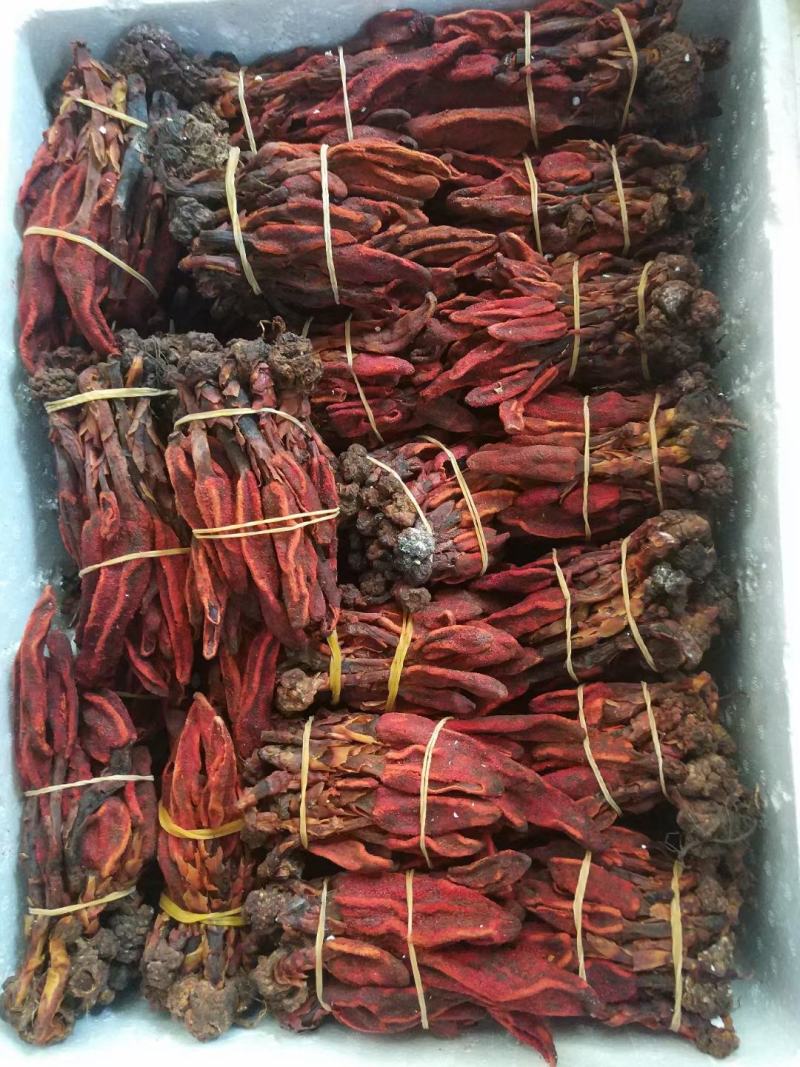 回春草(包邮)，6斤起批发，零售量大从优