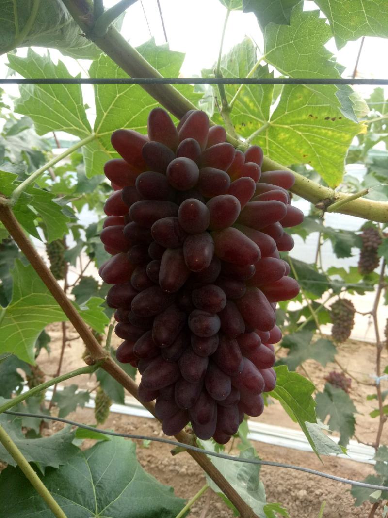 茉莉香葡萄大量