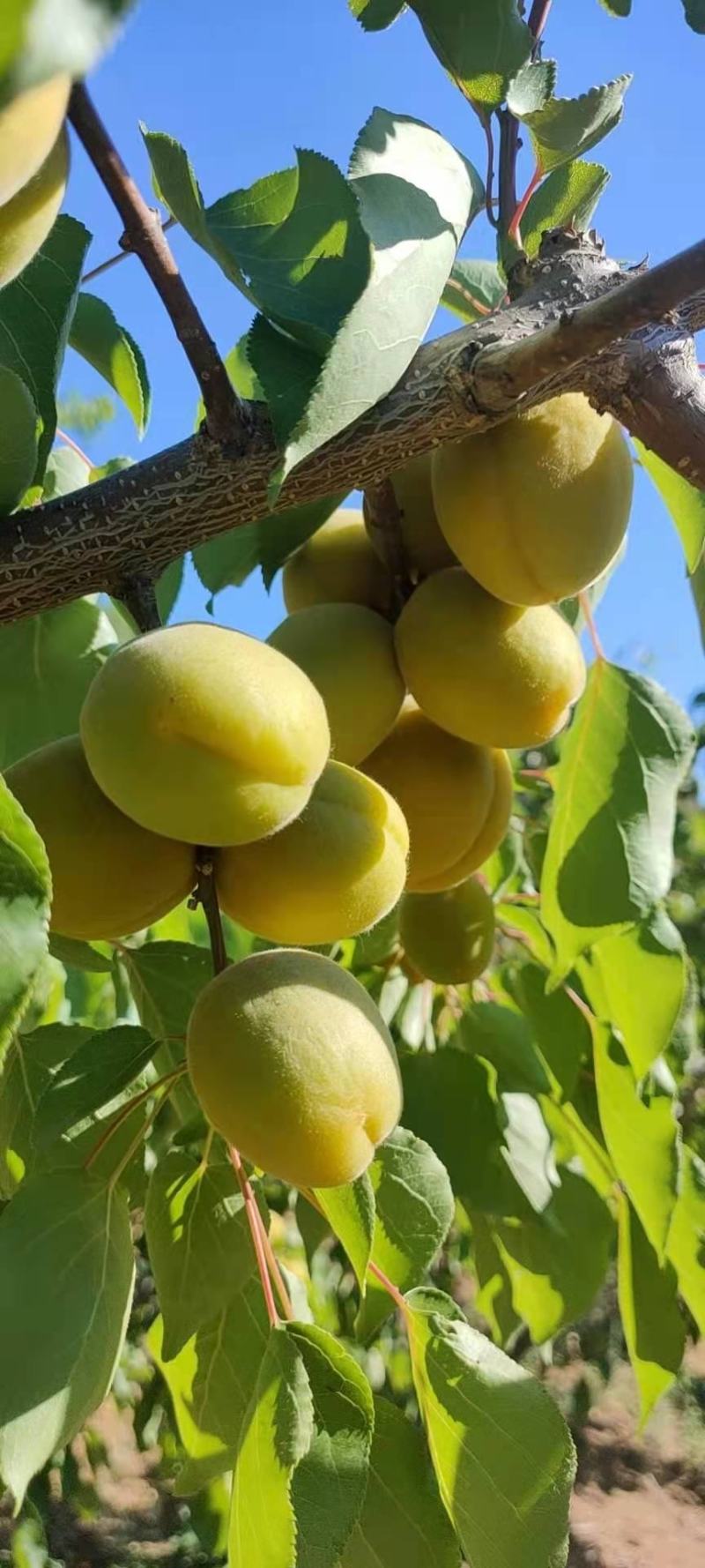 河北秦皇岛金太阳杏，产地直销
