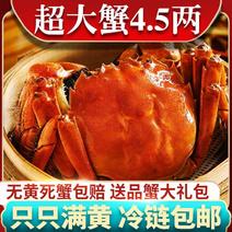 六月黄大闸蟹海鲜鲜活螃蟹活体0.8-3.5两大蟹公母螃蟹