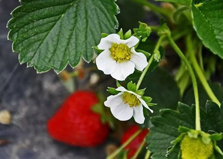 草莓疏果操作示意图