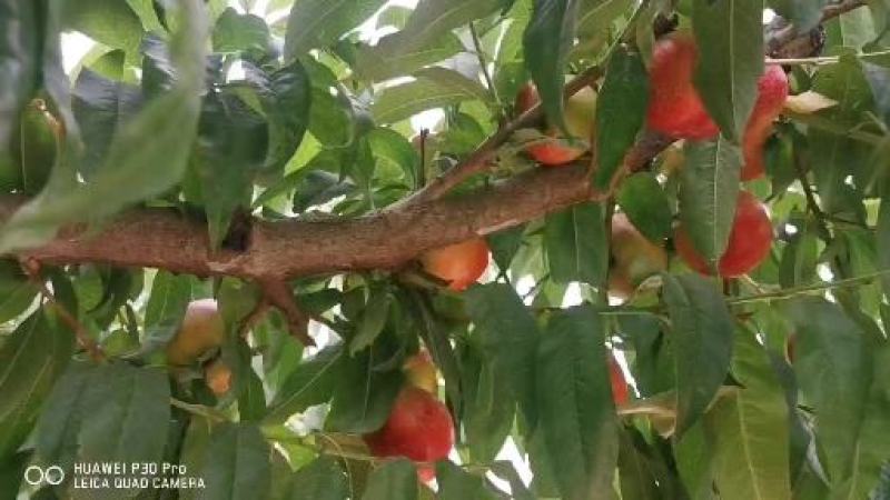 陕西油桃大量上市有需要联系我常年代收