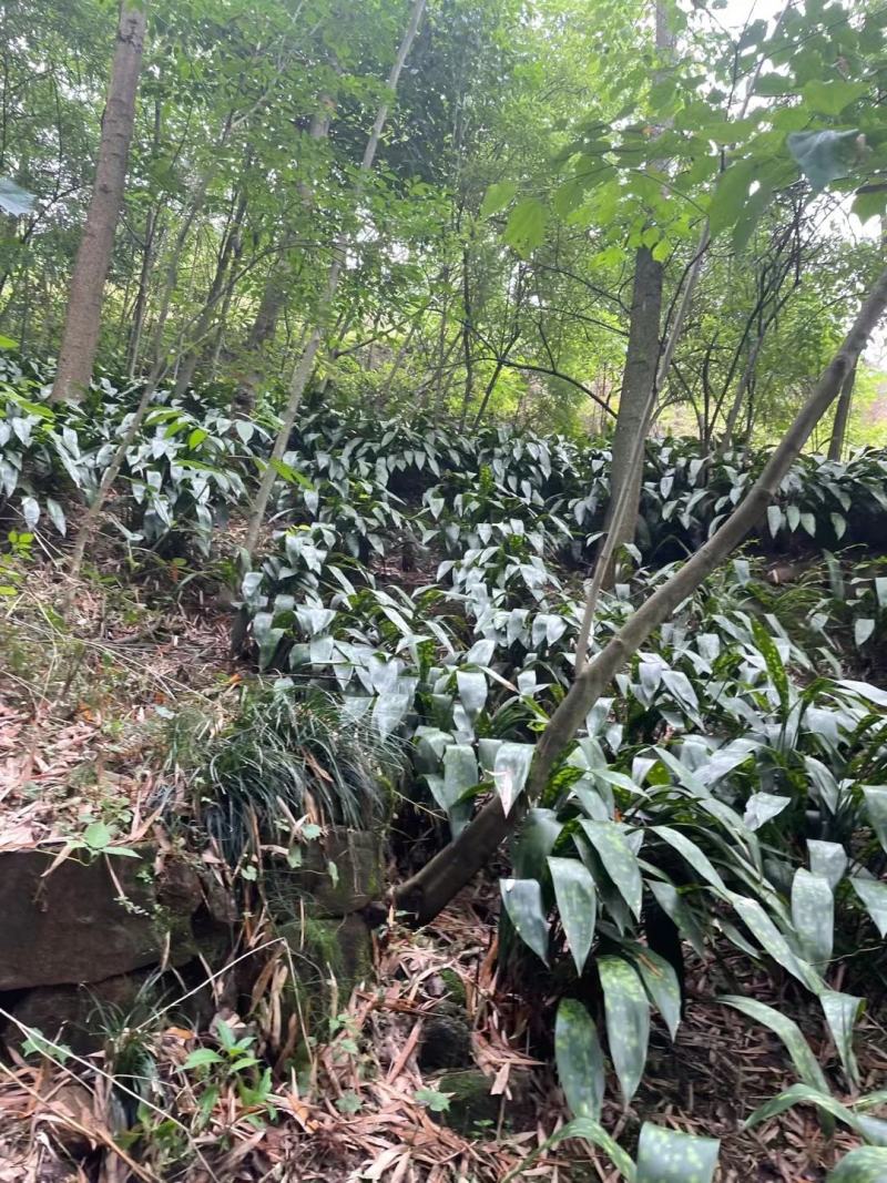 【自产自销】峨眉山高山粽子叶一叶兰粽叶，无农药化肥品质保障