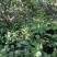 【自产自销】峨眉山高山粽子叶一叶兰粽叶，无农药化肥品质保障