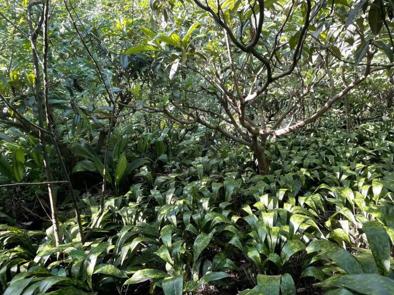 【自产自销】峨眉山高山粽子叶一叶兰粽叶，无农药化肥品质保障