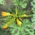 香蕉西胡芦