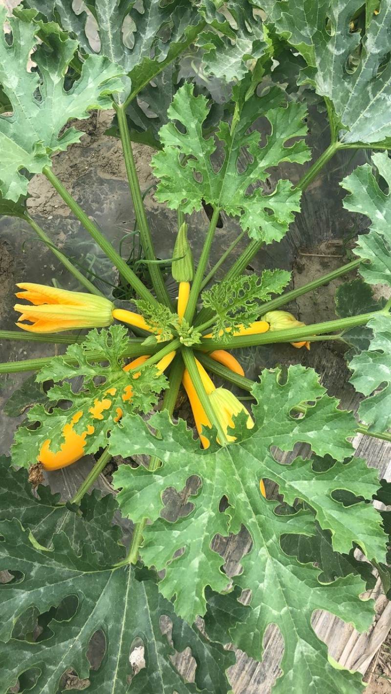 香蕉西胡芦