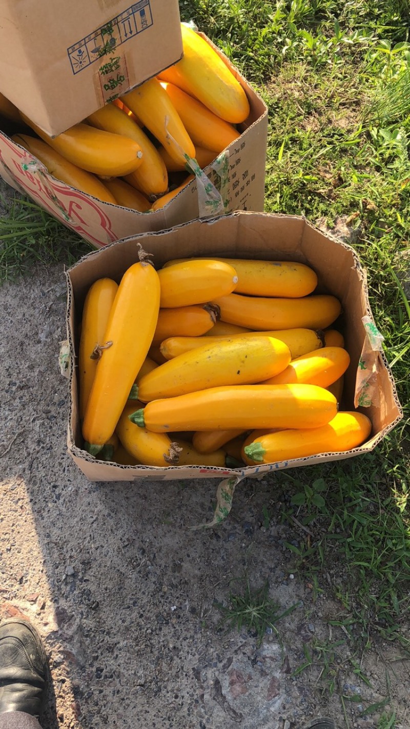 香蕉西胡芦