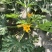 香蕉西胡芦