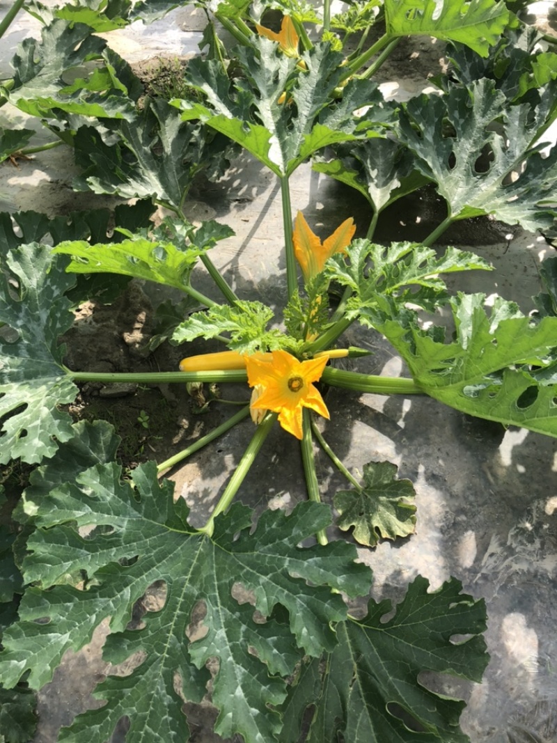 香蕉西胡芦