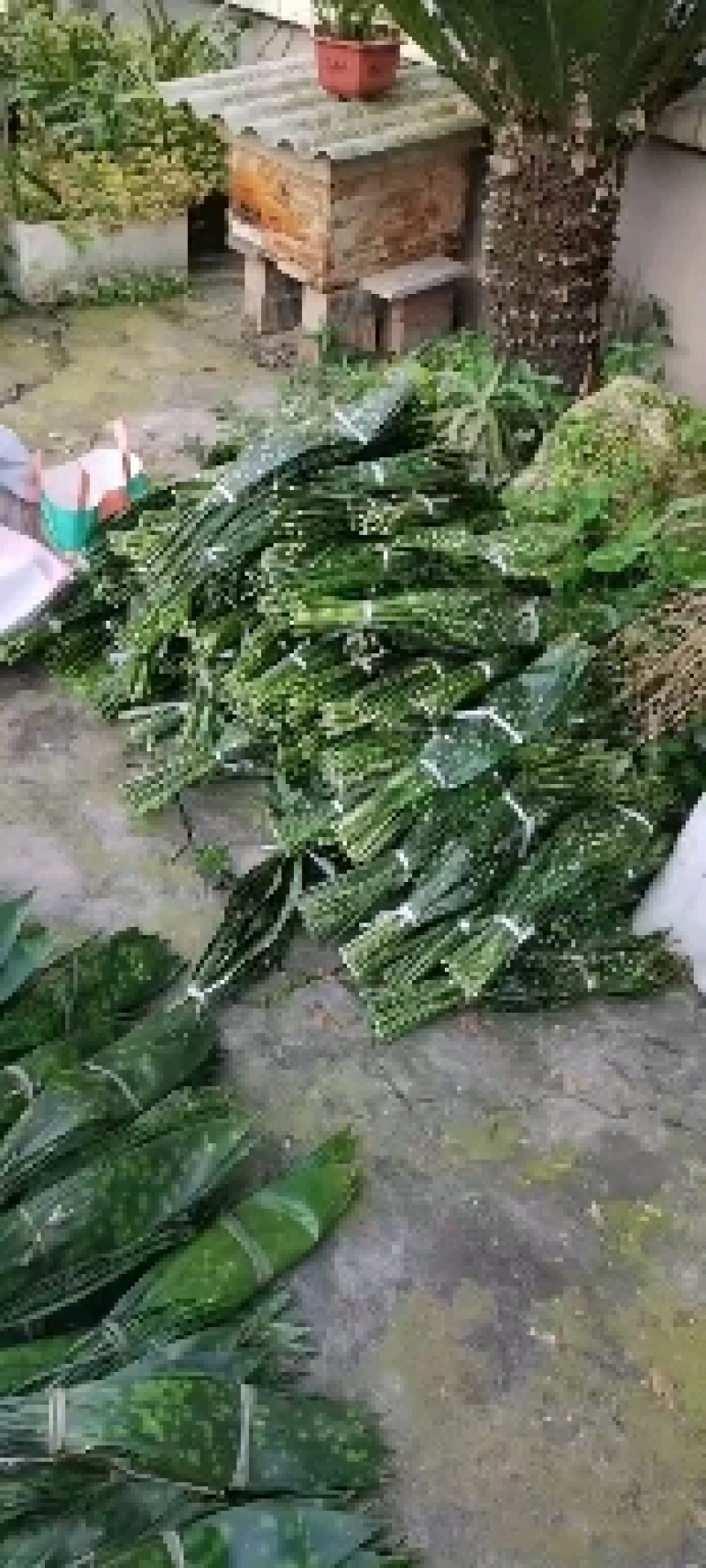 【自产自销】峨眉山高山粽子叶一叶兰粽叶，无农药化肥品质保障