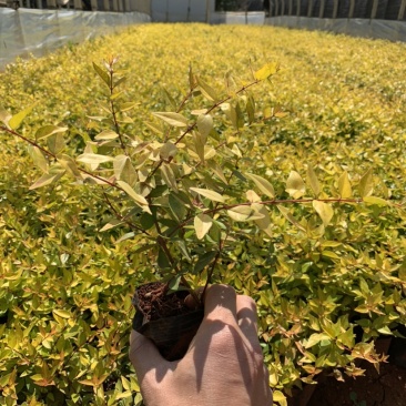 大花六道木_云南昆明宜良育景苗圃基地直销