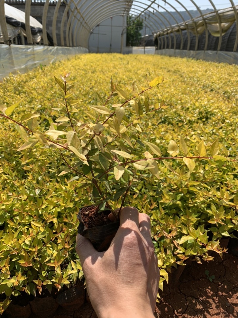 大花六道木_云南昆明宜良育景苗圃基地直销
