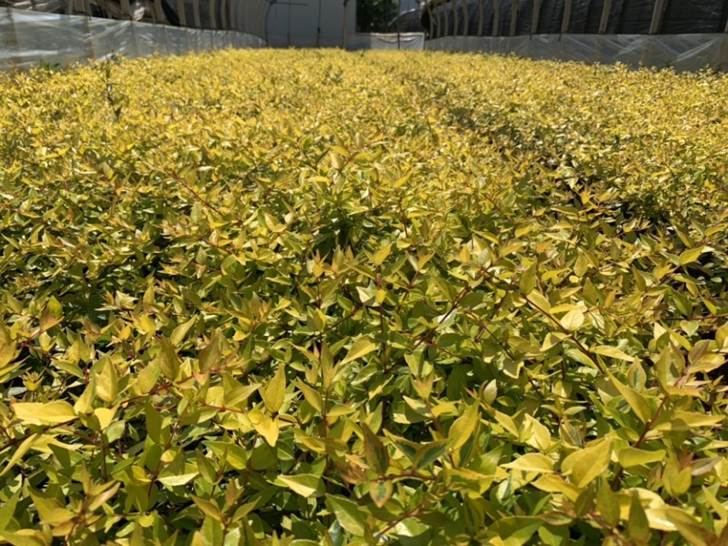 大花六道木_云南昆明宜良育景苗圃基地直销