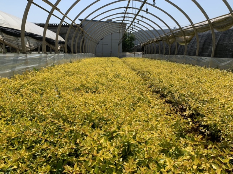 大花六道木_云南昆明宜良育景苗圃基地直销