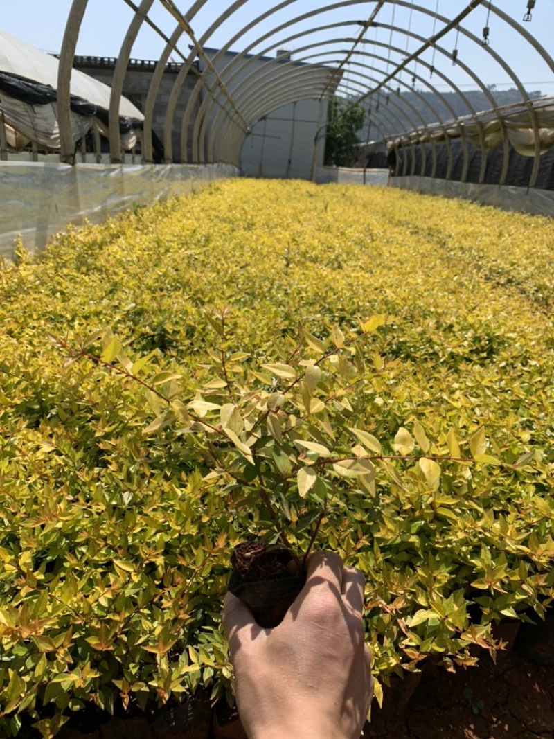 大花六道木_云南昆明宜良育景苗圃基地直销