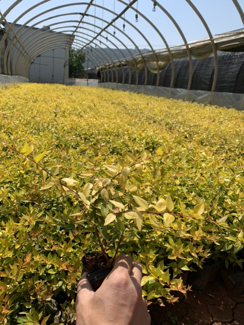 大花六道木_云南昆明宜良育景苗圃基地直销
