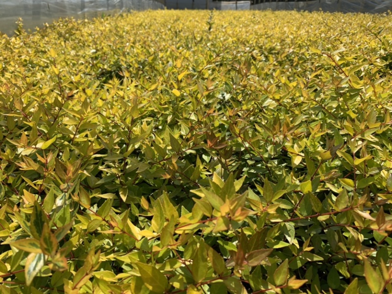 大花六道木_云南昆明宜良育景苗圃基地直销