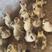 马岗灰鹅混苗大种鹅苗包出壳疫苗包运输成活保质保量