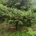 做标安徽省霍山县