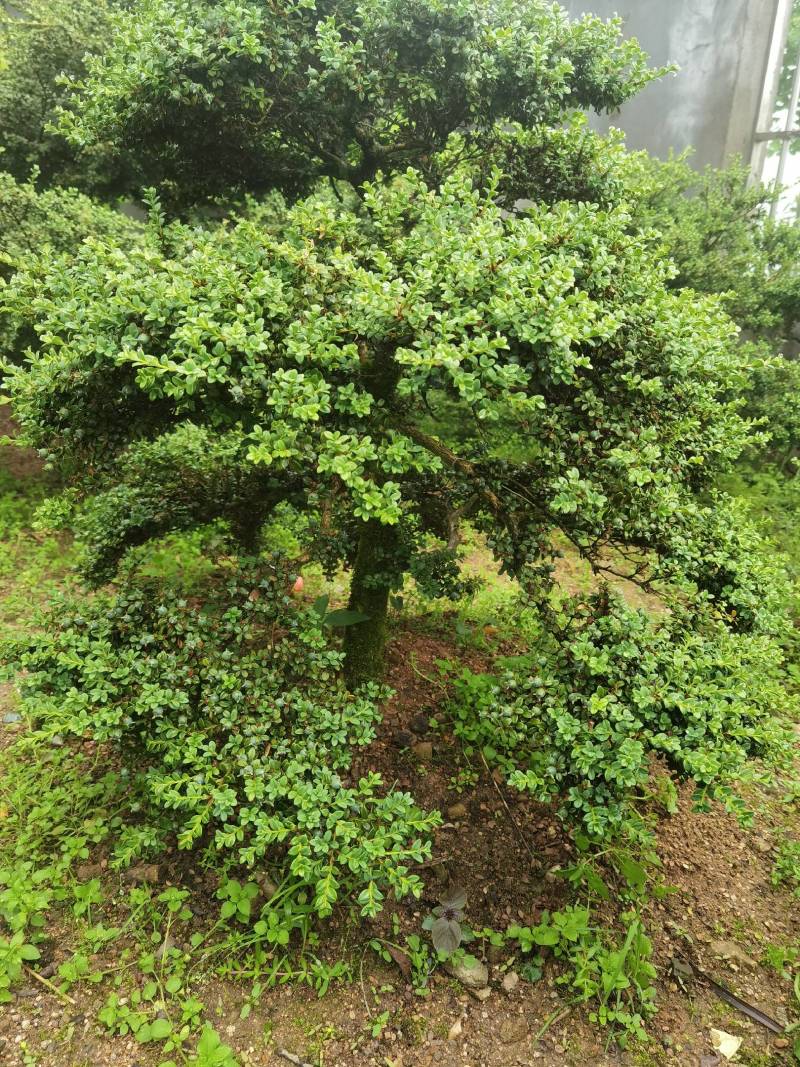做标安徽省霍山县