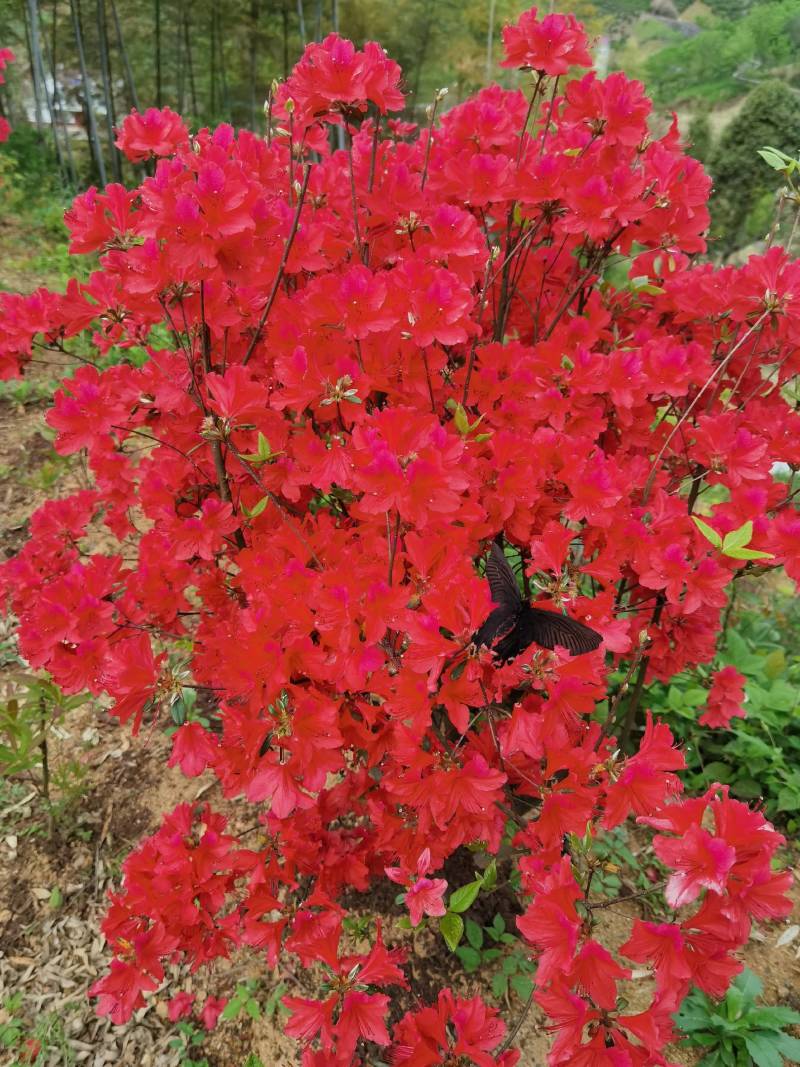 定位安徽省霍山县
