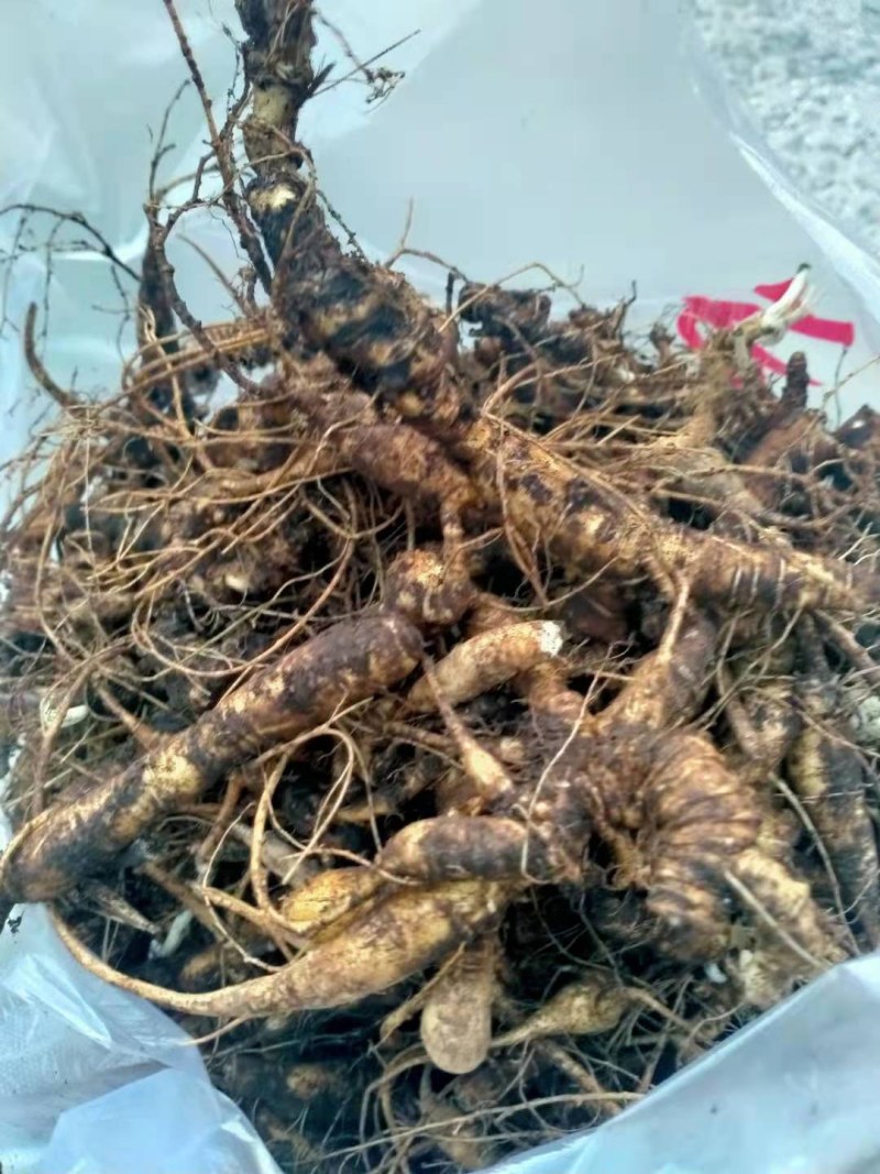 野生三七