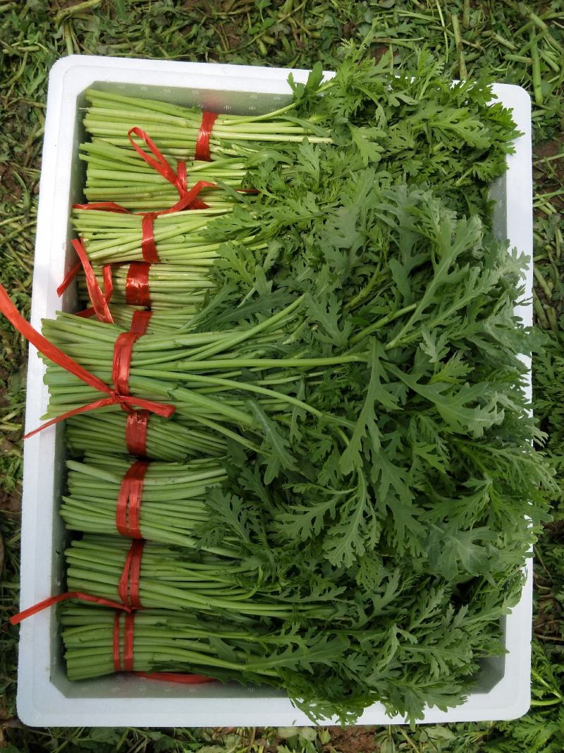 茼蒿】质量好，价格优