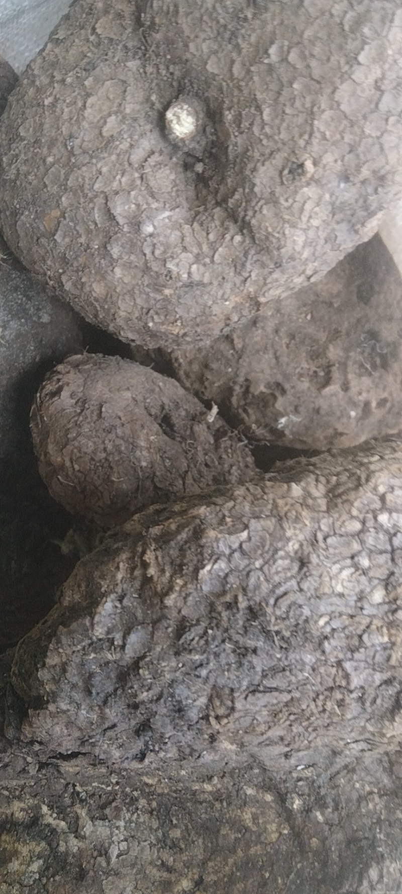 云南山乌龟供应，价格实惠，整车发，货源充足，欢迎订购