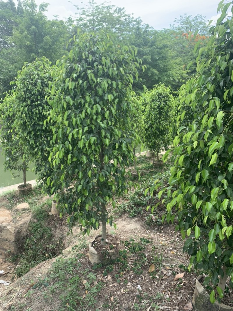垂叶榕(垂榕柱)1米高-2.5米高均有销售，欢迎前来选购