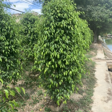 垂叶榕(垂榕柱)1米高-2.5米高均有销售，欢迎前来选购