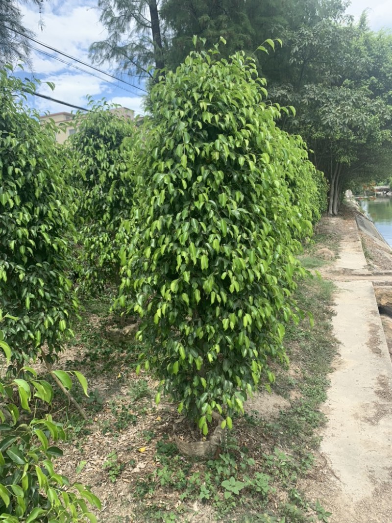 垂叶榕(垂榕柱)1米高-2.5米高均有销售，欢迎前来选购