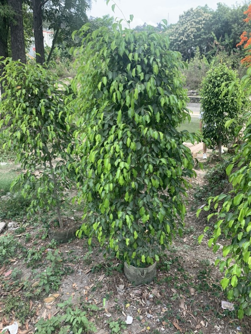 垂叶榕(垂榕柱)1米高-2.5米高均有销售，欢迎前来选购