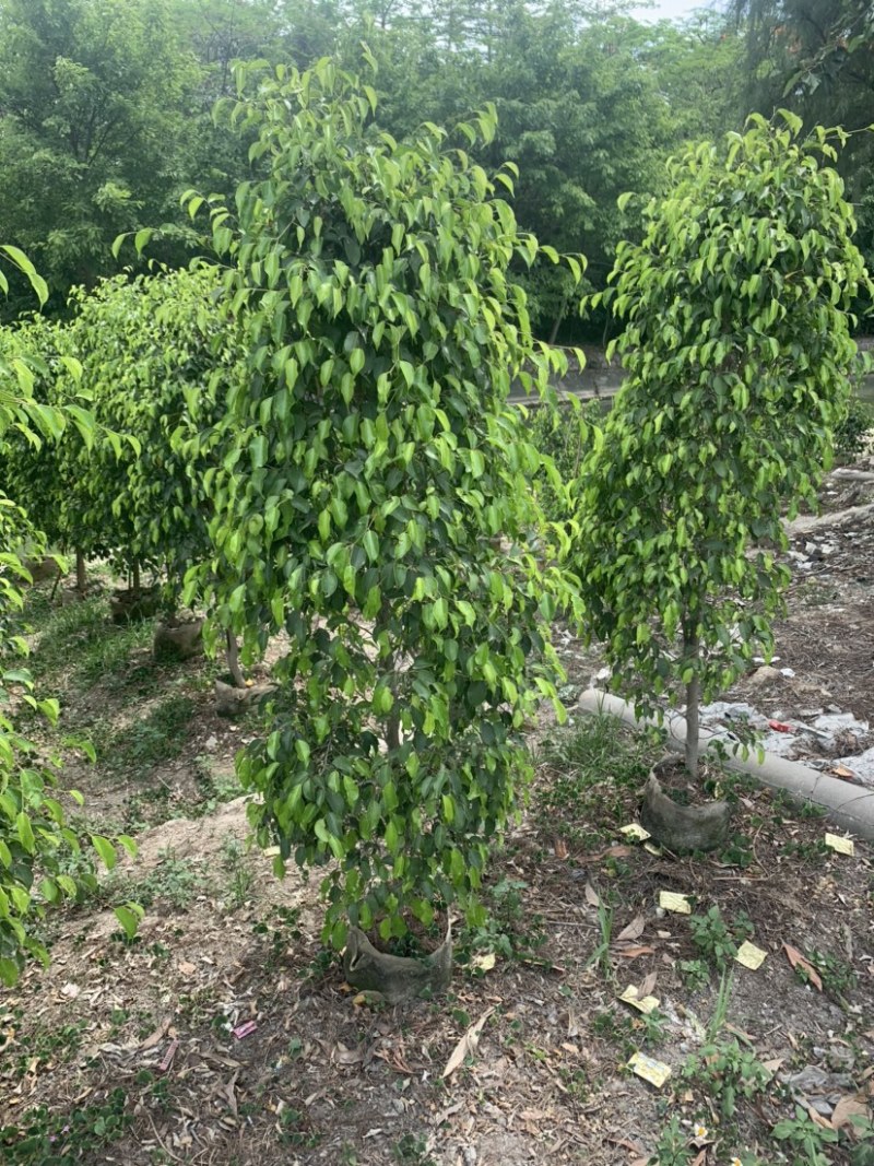垂叶榕(垂榕柱)1米高-2.5米高均有销售，欢迎前来选购