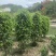 垂叶榕(垂榕柱)1米高-2.5米高均有销售，欢迎前来选购
