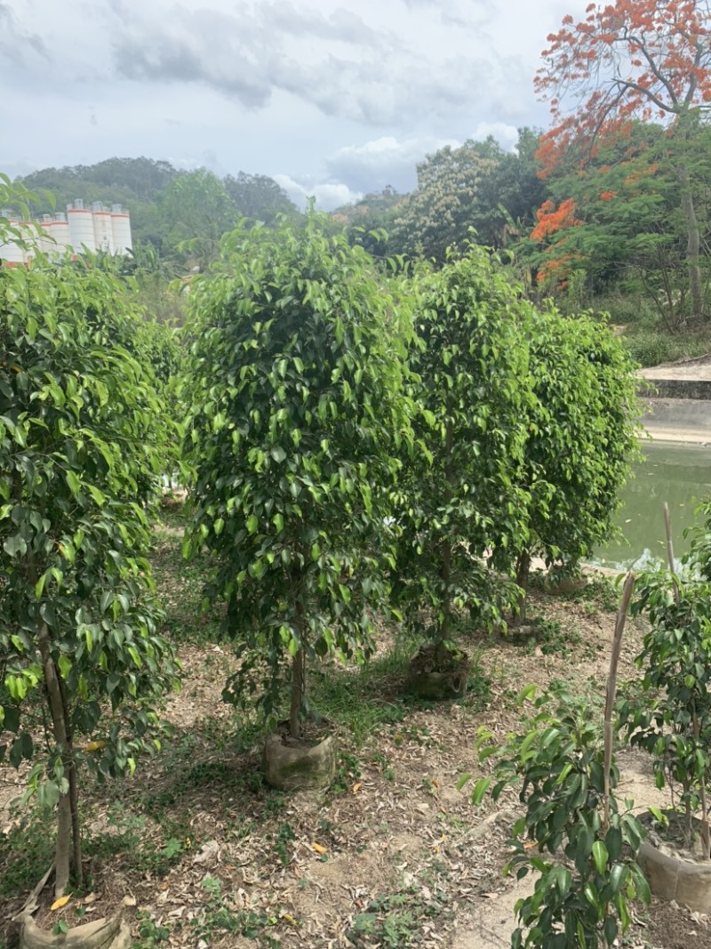 垂叶榕(垂榕柱)1米高-2.5米高均有销售，欢迎前来选购