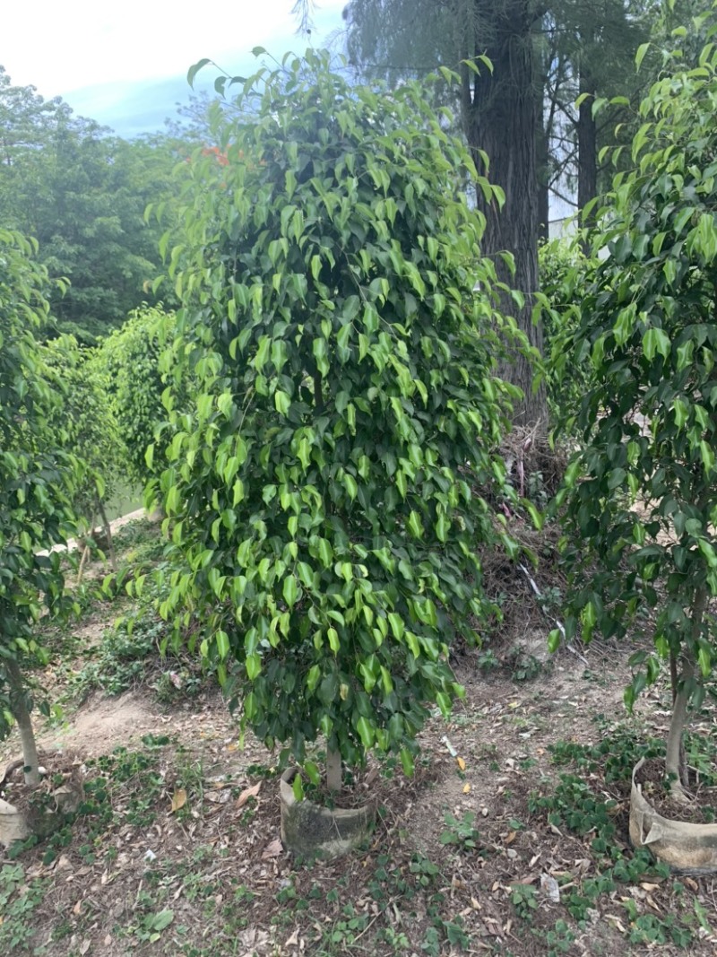 垂叶榕(垂榕柱)1米高-2.5米高均有销售，欢迎前来选购