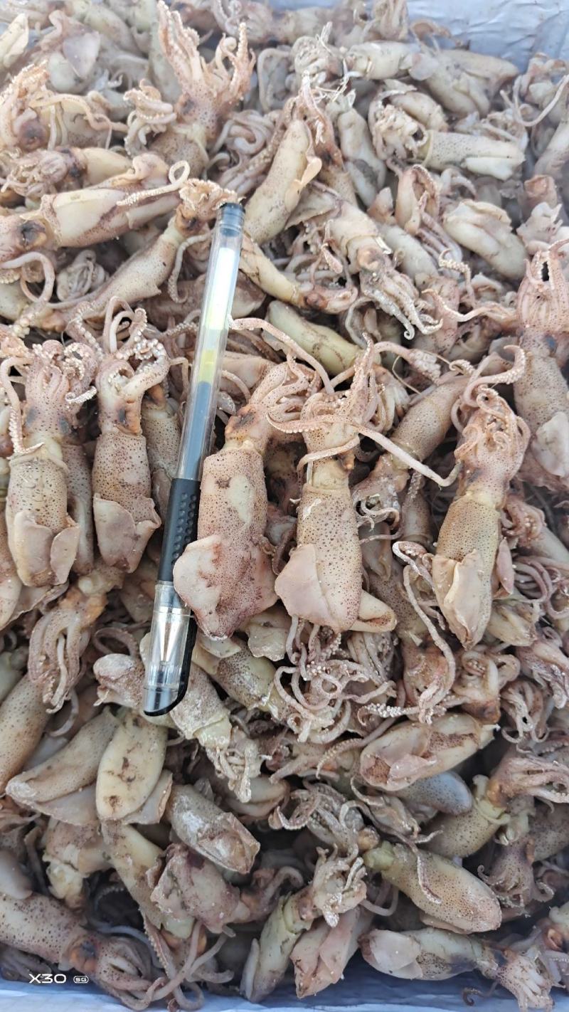海兔干笔管鱼！海兔子丑眼各种规格全常年有货！大量现货供应