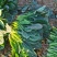 大叶菠菜