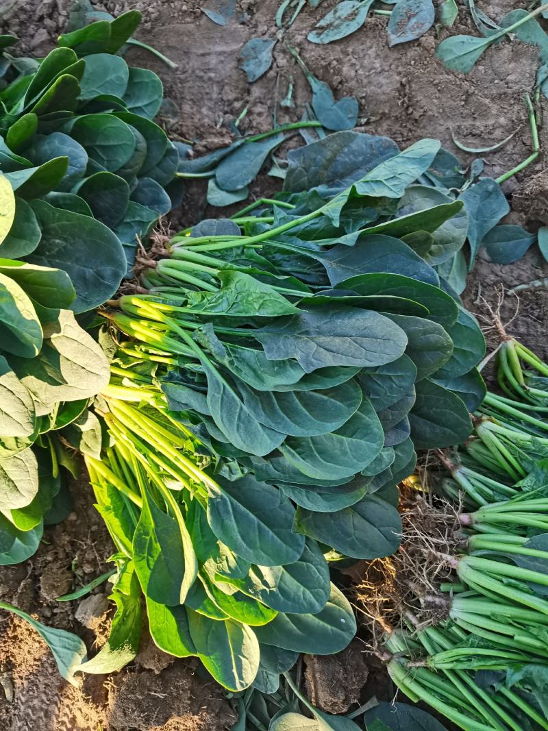 大叶菠菜