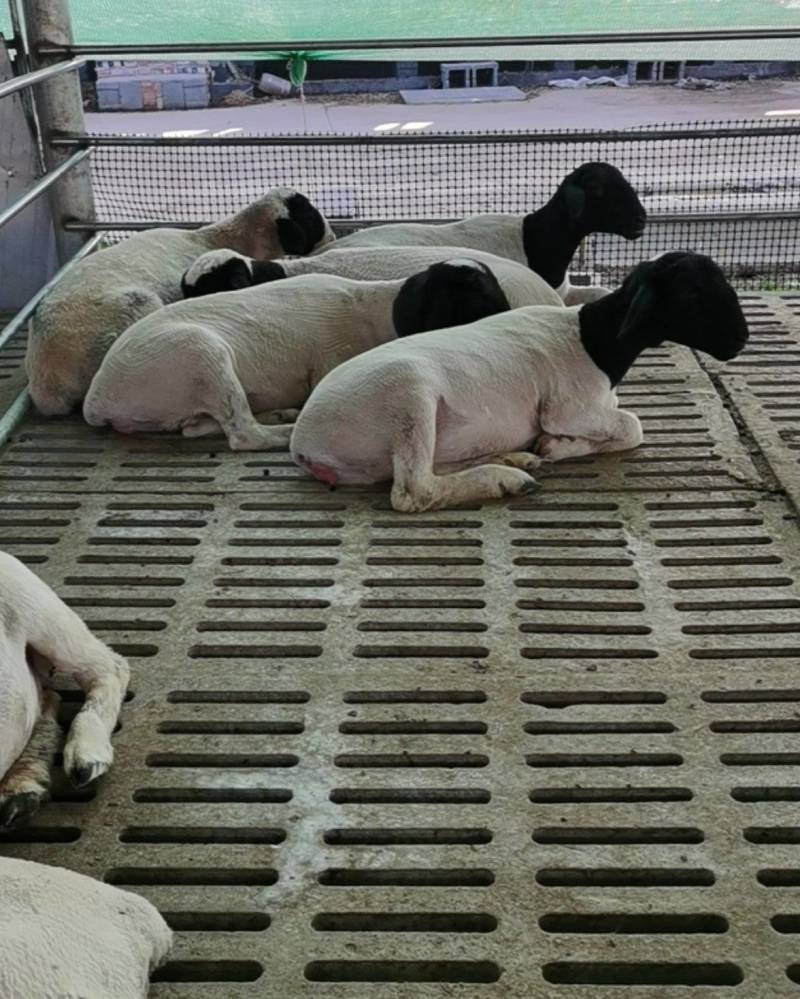 纯种黑头杜泊羊，澳洲白羊，萨福克羊，全部布病检测