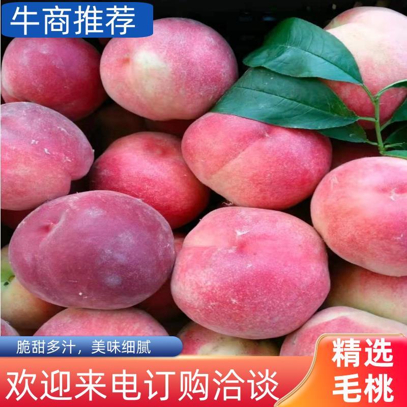 突围毛桃，京红，春雪，春蜜，大量上市，质量有保证