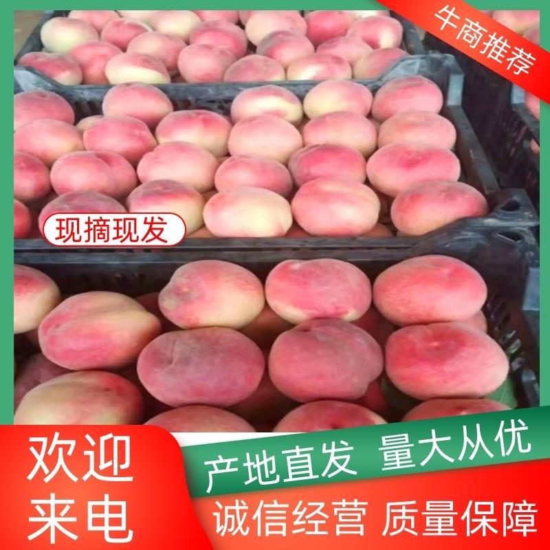 突围毛桃，京红，春雪，春蜜，大量上市，质量有保证