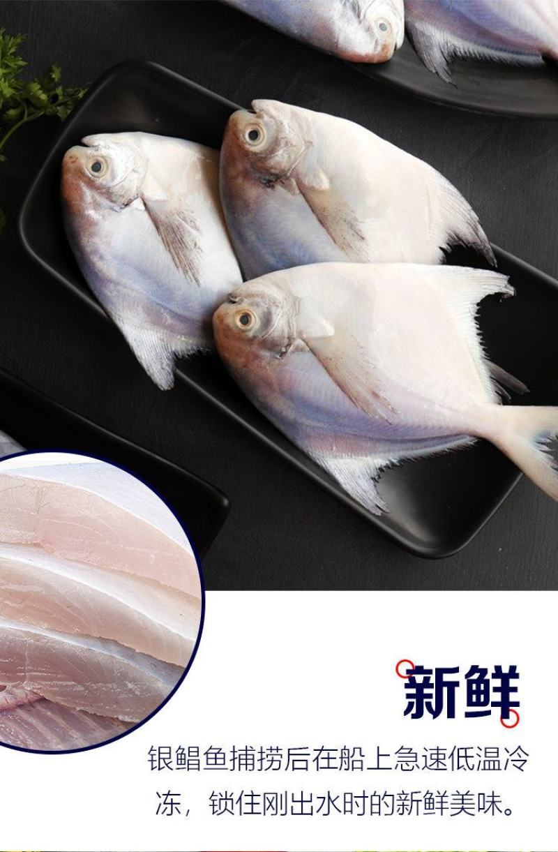 【新店开张】热销4斤8斤海鲜水产大号银鲳鱼特价包邮