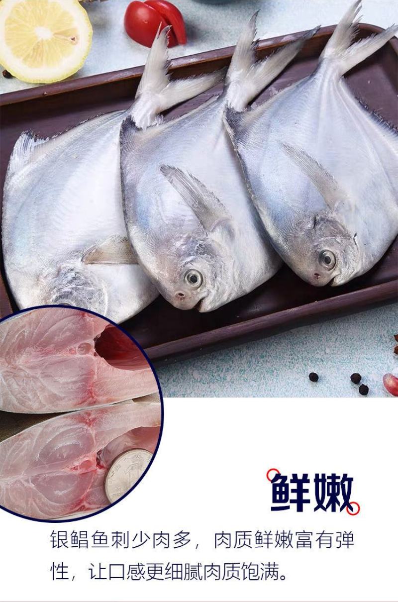 【新店开张】热销4斤8斤海鲜水产大号银鲳鱼特价包邮