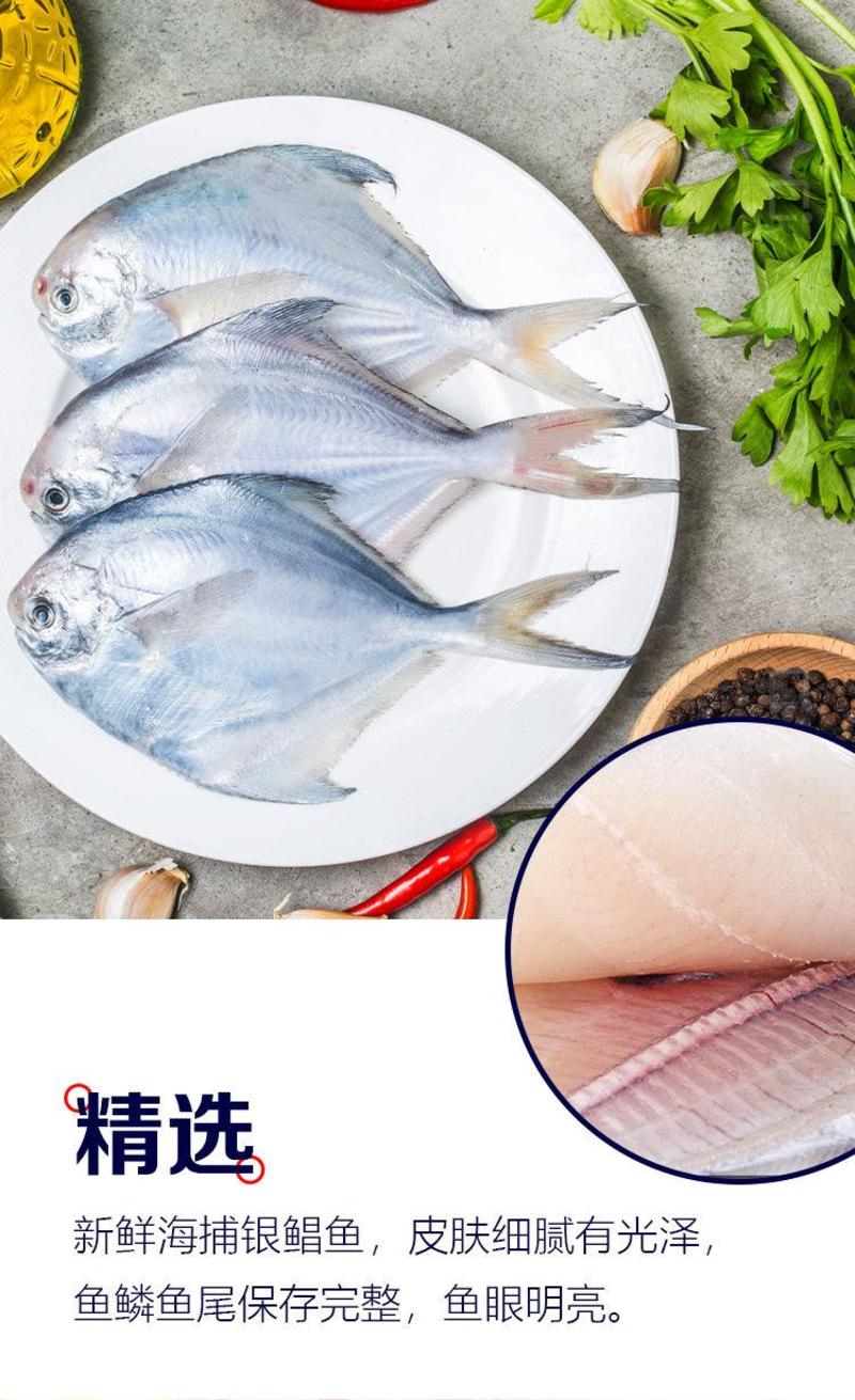【新店开张】热销4斤8斤海鲜水产大号银鲳鱼特价包邮
