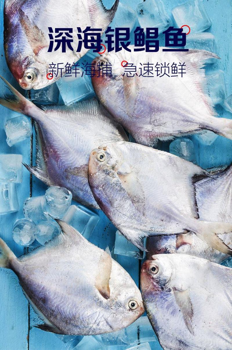 【新店开张】热销4斤8斤海鲜水产大号银鲳鱼特价包邮