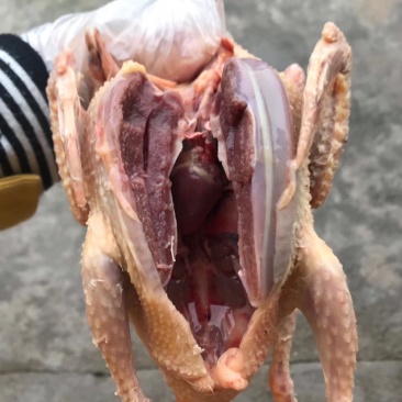 大量批发灰色中鸽，老鸽子，乳鸽，包宰杀