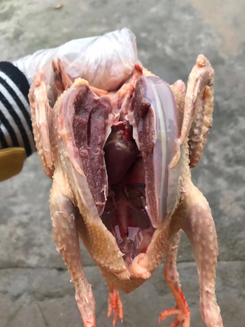 大量批发灰色中鸽，老鸽子，乳鸽，包宰杀