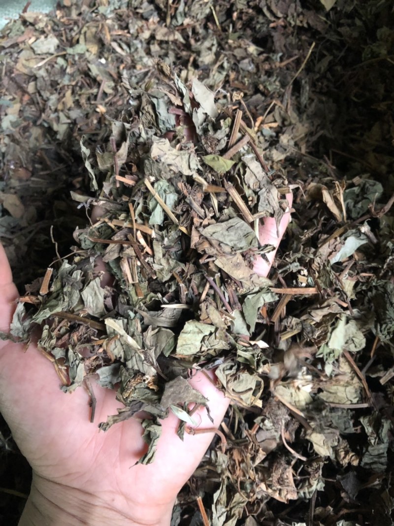 中药材野生鱼腥草新货切片2.5公分长颜色可以